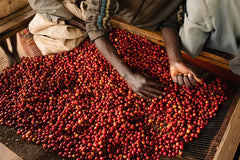 Cedar Coffee Roasters Burundi Long Miles Project Heza Natural Coffee Cherries