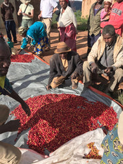 Rwanda Kinini People Sorting Cherries