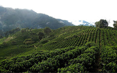 Finca Santa Elena coffee farm rolling hills 