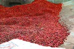 Cedar Rwanda Shyira Coffee unprocessed cherry