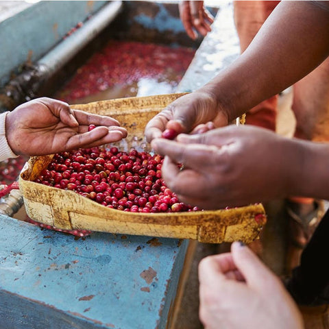 Naturals, Pulped Naturals, Honeys & Others