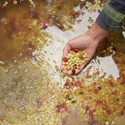 Washed Coffee Beans