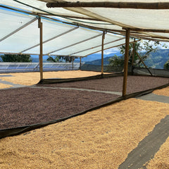 Drying patio at Finca Monteblanco, Colombia
