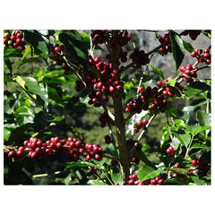 Coffee cherries, El Salvador Finca Las Mercedes