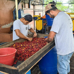 Finca La Julia coffee processing