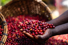 Alo Coffee Ethiopia - coffee cherries