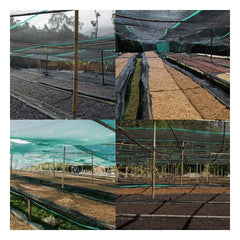 Collage of four Alo Coffee Shade drying scenes with rows of coffee cherries