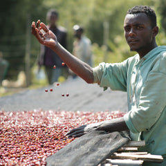 Alo Coffee producer at Dume Washing Station handling ripe cherries