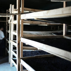 Alo Coffee Dume Washing Station shade hut with trays of drying cherries