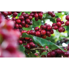 Fazenda Caxambu Arara coffee cherries