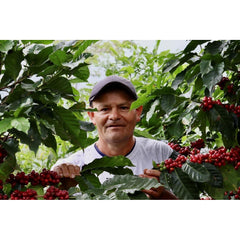 Coffee producer with coffee tree and cherries at Peru Aromas Del Valle