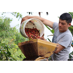 Coffee producer pouring coffee cherries into pulper machine Peru Aromas Del Valle