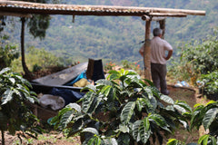 Origin Coffee Roasting Bolivia El Arcangel Coffee Farm Lookout
