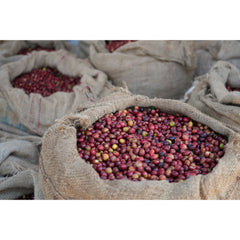 Open burlap sacks filled with harvested red, purple and yellow coffee cherries, with one sack in close-up.