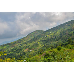 Landscape view of Burundi Kinama Hill coffee fields