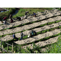 Raised drying beds at Munkaze Washing Station