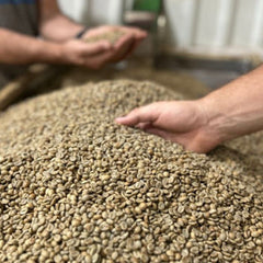 Cafe Rivense del Chirripó sorters holding parchment coffee