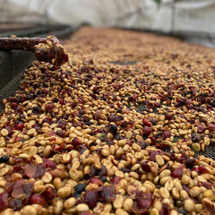 Cafe Rivense del Chirripó special honey process coffee cherries on drying beds