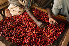 Cedar Coffee Roasters Burundi Long Miles Project Ninga Honey Coffee Cherries