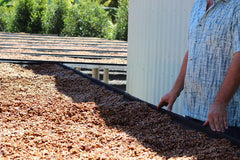 Cedar Coffee Roasters Costa Rica Las Lajas Black Honey Coffee Drying