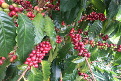 Cedar Nicaragua Buena Esperanza washed red cherry on tree