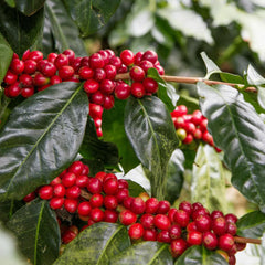 Cedar Coffee Roasters Nicaragua Los Nubarrones Coffee Beans Coffee Cherries