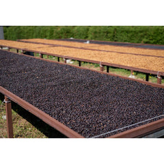 Coffee drying beds with ripe cherries on La Isla coffee farm in Costa Rica