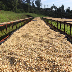 Coffee drying tables at Gichathaini with parchment