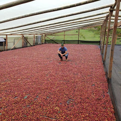 Colombia El Puente Micromill cherries drying