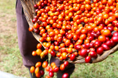 Origin Coffee Roasting El Salvador El Borbollon Ripe Coffee Cherries