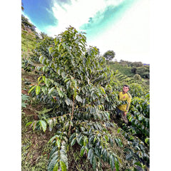 El Triángulo coffee producer with coffee tree