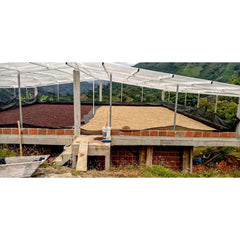El Triangulo farm coffee drying beds, Santa Maria Colombia