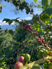 Origin Coffee Roasting Colombia El Mirador Tabi Punch Coffee Producer Elkin Guzman Coffee Cherries