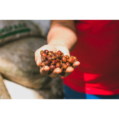 Colombia El Puente Micromill coffee cherries in hand