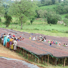 Ethiopia Yirgacheffe, Lalesa Coffee Washing Station
