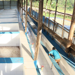 Ethiopia Yirgacheffe, Lalesa Coffee Washing Station