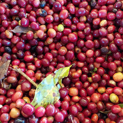 Ethiopia Yirgacheffe, Lalesa Coffee Washing Station coffee cherries