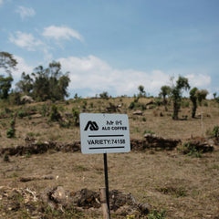 Alo Coffee Dume Washing Station 74158 variety plot