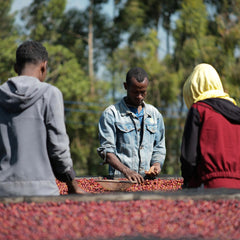 Alo Coffee producers at Dume Washing Station with ripe coffee cherries