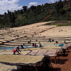 Origin Coffee Roasting Ethiopia Sidama Chire Washed Coffee Drying