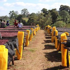 Eva Gotiti washing station's raised coffee drying beds