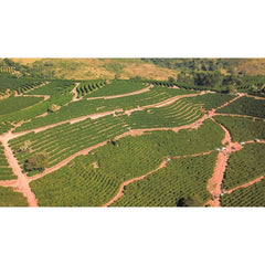 Fazenda Sitio do Campo, Carmo Estate Minas Gerais