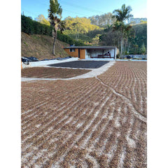 Brazil Fazenda Das Almas coffee drying rows
