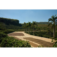 Brazil Fazenda Das Almas coffee drying rows