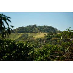Brazil Das Almas coffee trees and hills