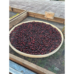 Brazil Fazenda Das Almas coffee cherries