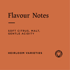 Flavour notes for Rosetta Roastery Ethiopia Shakisso Decaffeinated Coffee Beans