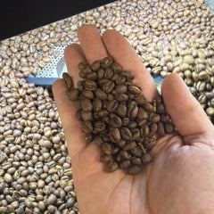 Roasted peaberry coffee beans in hand