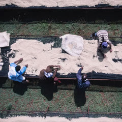 Coffee producers sorting cherries at Handege Coffee Factory, Kenya
