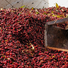 Fresh coffee cherries delivered to Worka Chelbesa washing mill in Ethiopia